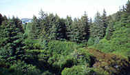Alaska Sitka Spruce