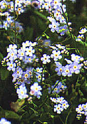 forget-Me-Not
